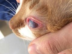 -菲尔斯特宠物医院