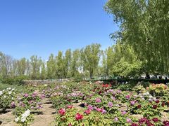 -莲花池公园