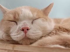 -安格丽娜·狗咖·猫咖羊驼咖(春熙路百盛商场店)