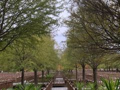 -五缘湾湿地公园