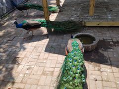 -长白岛森林公园