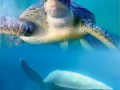 -广东惠东海龟国家级自然保护区