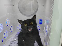 -爱洗澡的猫(望京店)