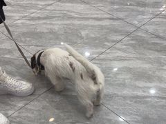 -芭比堂动物医院·24小时·眼科中心(深圳中心)