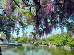-秋霞圃