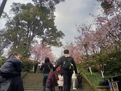 -南山植物园