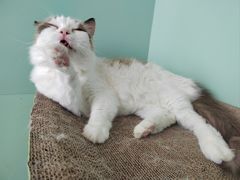 -怪兽屋·羊驼·猫咖·狗咖(俊华广场店)