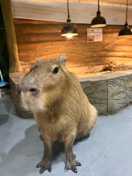 -Zoolung Zoolung动物主题公园(海信广场店)