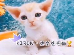-十年猫舍·猫咪专门店(普陀店)