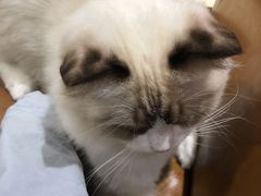 -藏猫猫咖啡主题馆(中央大道店)