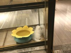 -悠尼宠物·独立低压伊珊娜洗护·美容·寄养(兰谷路店)