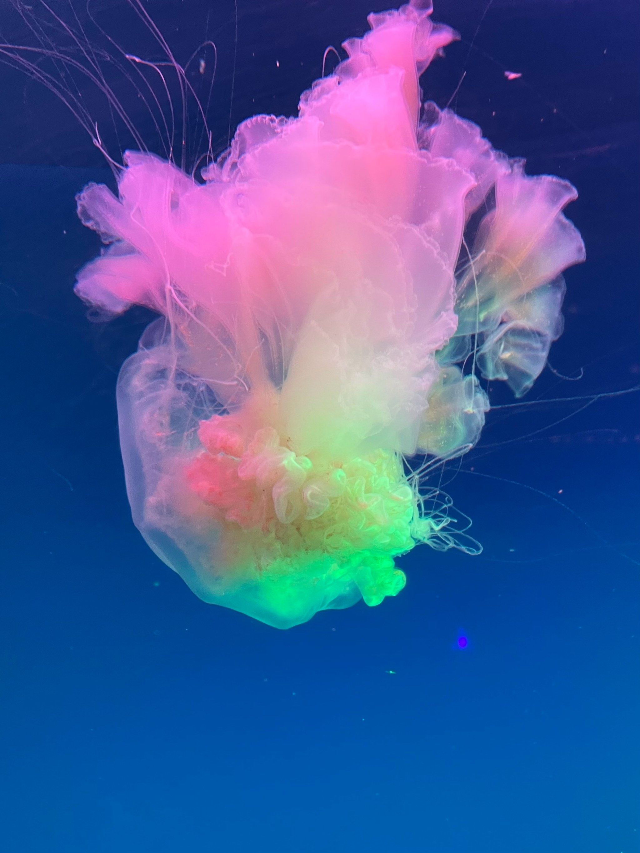 派大星!我们一起去看水母吧!