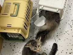 -瑞派康怡24h宠物医院·犬猫医疗中心·微创绝育(瑞景分院)