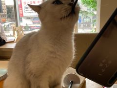 -藏猫猫咖啡主题馆(中央大道店)