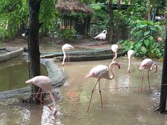 -清迈夜间动物园