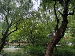 -上海醉白池公园