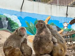 -青藏高原野生动物园