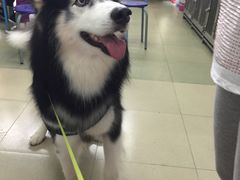 -瑞派动物医院·绝育·犬猫全科·预防医学(光景江南中店)