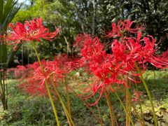 -上海滨江森林公园