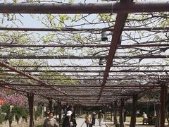 -嘉定紫藤园