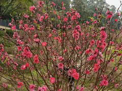 -南国桃园旅游度假区