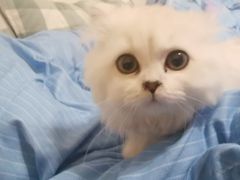 -欣宠猫屋·矮脚拿破仑·蓝金金渐层