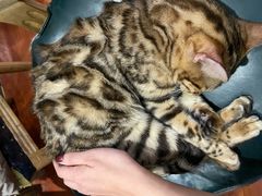 -猫小院猫主题咖啡厅(北锣店)