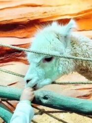 -酷嗒动物文化乐园(cutezoo西溪乐天城店)