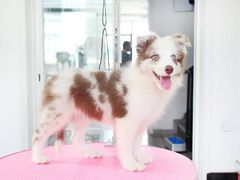 -翊宠yipet猫狗购宠庄园犬舍•猫舍