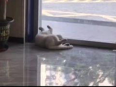-芭比堂动物医院·24小时·眼科中心(深圳中心)