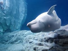 -珠海长隆海洋王国