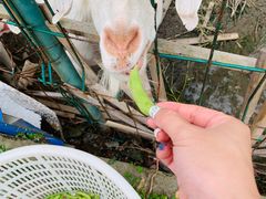 -南汇老顾农家乐采摘大团水蜜桃采摘店