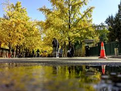 -三里屯东五街银杏大道