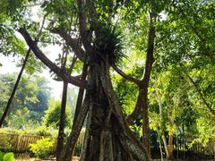 -中国科学院西双版纳热带植物园