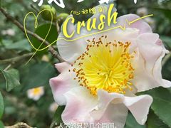 -金花茶公园