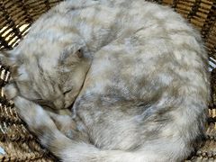 -藏猫猫咖啡主题馆(中央大道店)