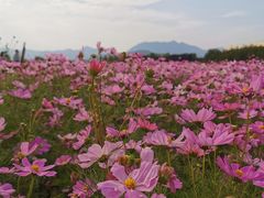 -君乐宝优致牧场