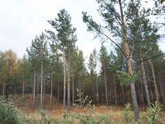 -塞罕坝国家级自然保护区