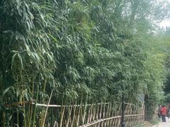 -竹子庵公园