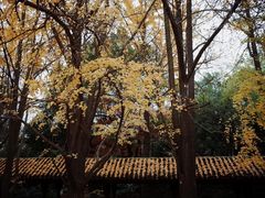 -红梅公园