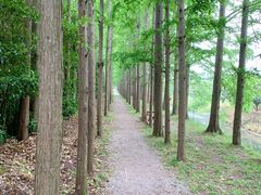 -上海长兴岛郊野公园