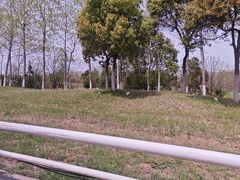 -合肥滨湖国家森林公园