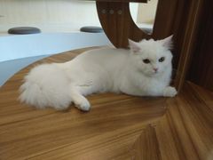 -飞行喵MR PILOT|猫舍·猫咖(静安大融城店)