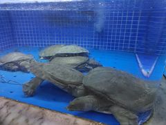 -香山湖渔家大院