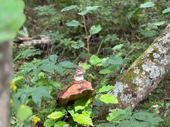-五营红松林海景区