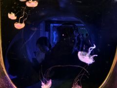 -大连圣亚海洋世界