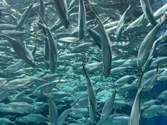 -上海海洋水族馆