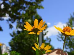 -咖咖熊蛋糕定制·蓝风车动物奶油