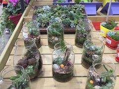-荷兰花海