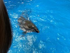 -海合安成都极地海洋公园
